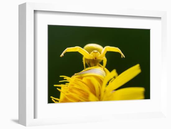 Golden-rod crab spider hunting on Rough hawkbit flower, UK-Ross Hoddinott-Framed Photographic Print