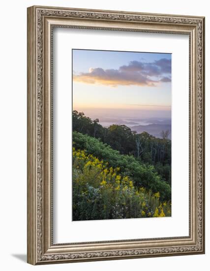 Golden rods and sunrise over the Blue Ridge Mountains, North Carolina, United States of America, No-Jon Reaves-Framed Photographic Print