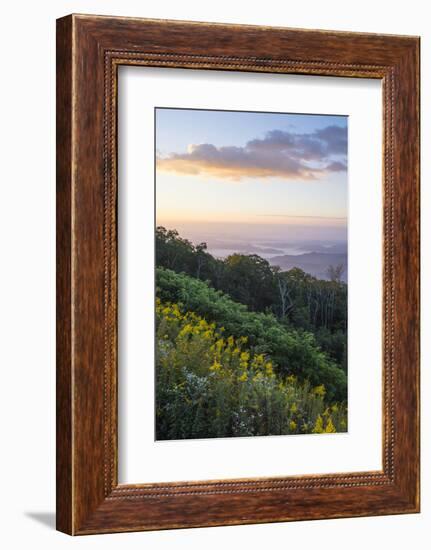 Golden rods and sunrise over the Blue Ridge Mountains, North Carolina, United States of America, No-Jon Reaves-Framed Photographic Print