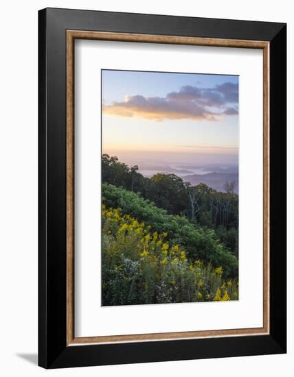 Golden rods and sunrise over the Blue Ridge Mountains, North Carolina, United States of America, No-Jon Reaves-Framed Photographic Print