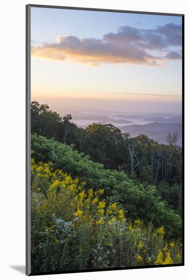Golden rods and sunrise over the Blue Ridge Mountains, North Carolina, United States of America, No-Jon Reaves-Mounted Photographic Print