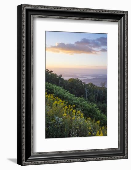 Golden rods and sunrise over the Blue Ridge Mountains, North Carolina, United States of America, No-Jon Reaves-Framed Photographic Print