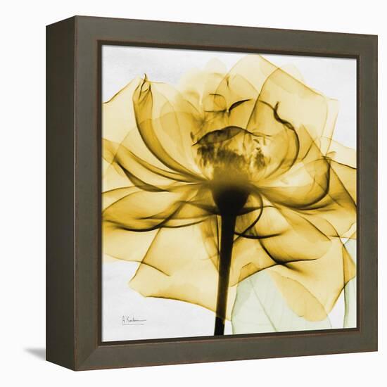 Golden Rose Close-Up-Albert Koetsier-Framed Stretched Canvas