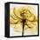 Golden Rose Close-Up-Albert Koetsier-Framed Stretched Canvas