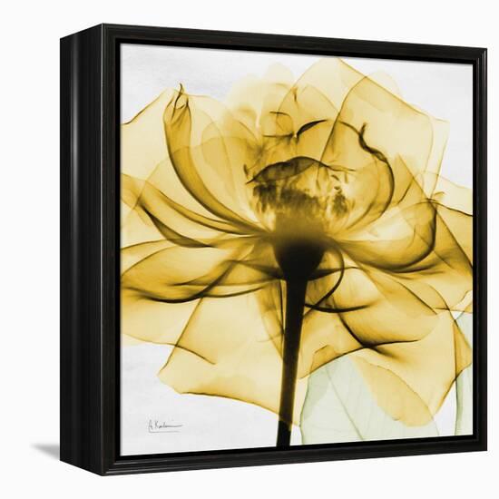 Golden Rose Close-Up-Albert Koetsier-Framed Stretched Canvas