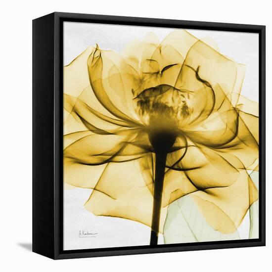 Golden Rose Close-Up-Albert Koetsier-Framed Stretched Canvas