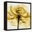 Golden Rose Close-Up-Albert Koetsier-Framed Stretched Canvas