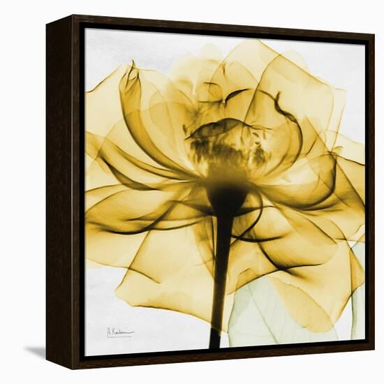 Golden Rose Close-Up-Albert Koetsier-Framed Stretched Canvas