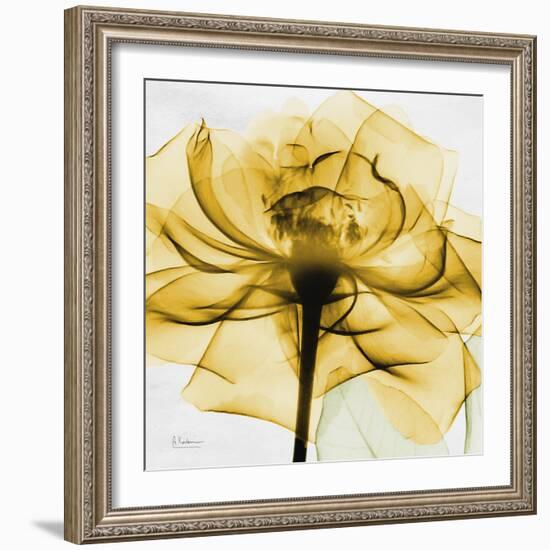 Golden Rose Close-Up-Albert Koetsier-Framed Art Print