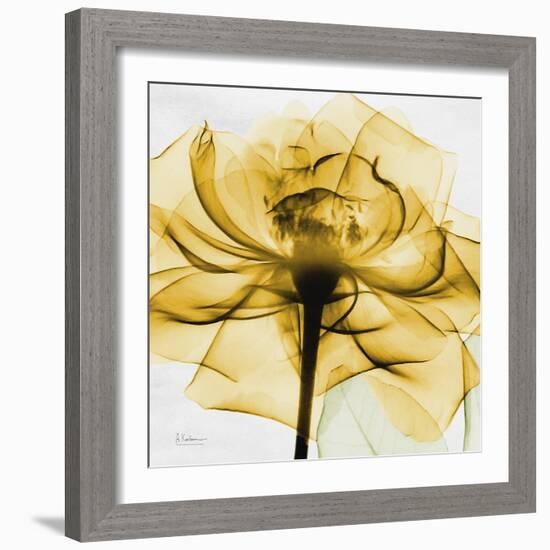 Golden Rose Close-Up-Albert Koetsier-Framed Art Print