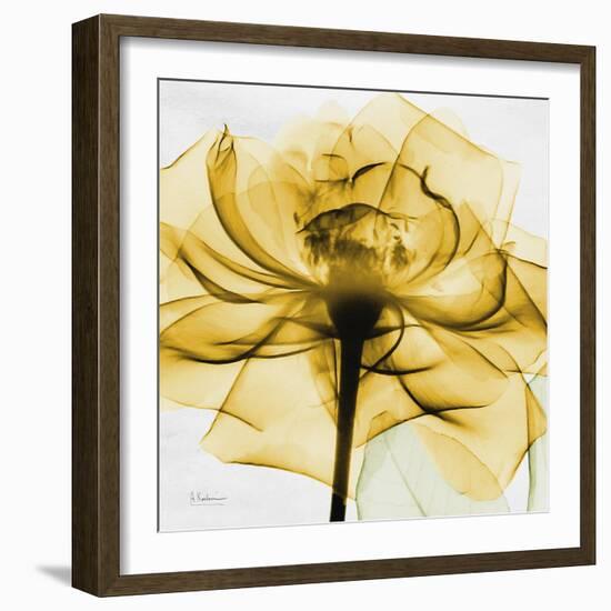 Golden Rose Close-Up-Albert Koetsier-Framed Art Print