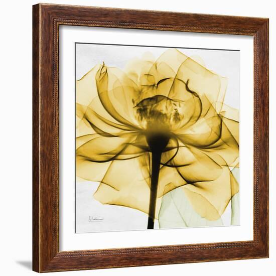 Golden Rose Close-Up-Albert Koetsier-Framed Art Print