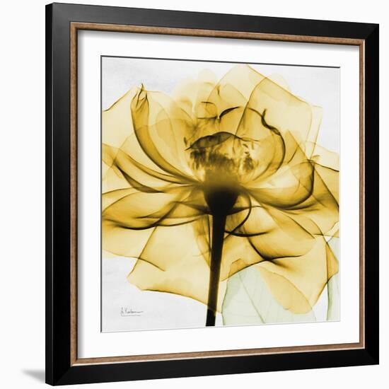 Golden Rose Close-Up-Albert Koetsier-Framed Art Print