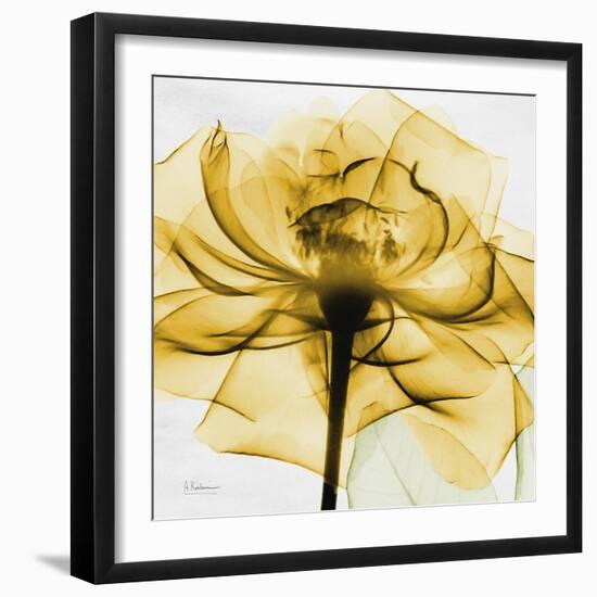 Golden Rose Close-Up-Albert Koetsier-Framed Art Print