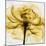 Golden Rose Close-Up-Albert Koetsier-Mounted Art Print