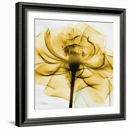 Golden Rose Close-Up-Albert Koetsier-Framed Art Print