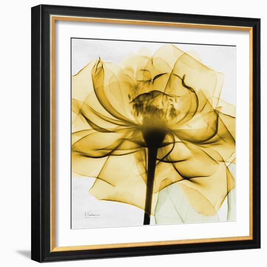 Golden Rose Close-Up-Albert Koetsier-Framed Art Print