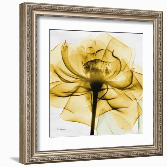 Golden Rose Close-Up-Albert Koetsier-Framed Art Print