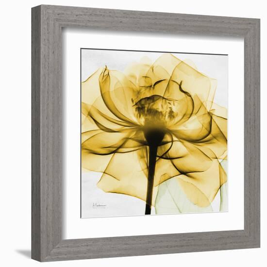 Golden Rose Close-Up-Albert Koetsier-Framed Art Print