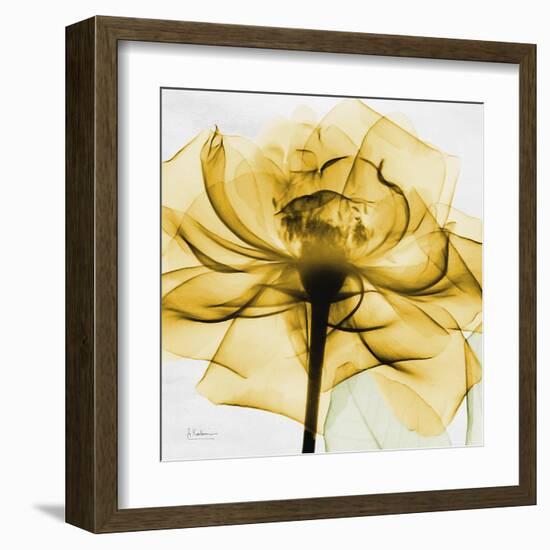 Golden Rose Close-Up-Albert Koetsier-Framed Art Print