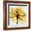 Golden Rose Close-Up-Albert Koetsier-Framed Art Print