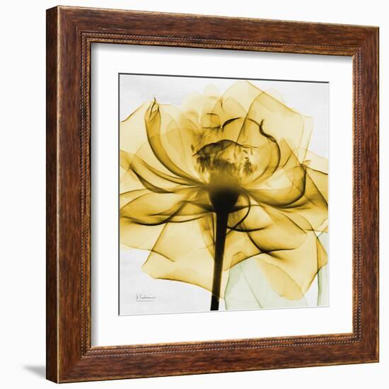 Golden Rose Close-Up-Albert Koetsier-Framed Art Print