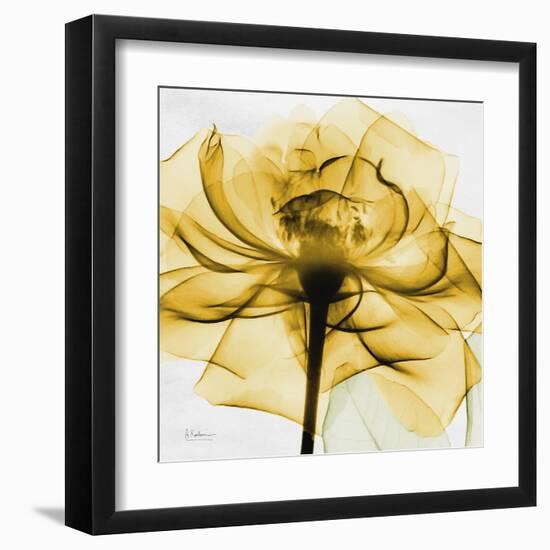 Golden Rose Close-Up-Albert Koetsier-Framed Art Print