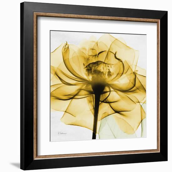 Golden Rose Close-Up-Albert Koetsier-Framed Art Print