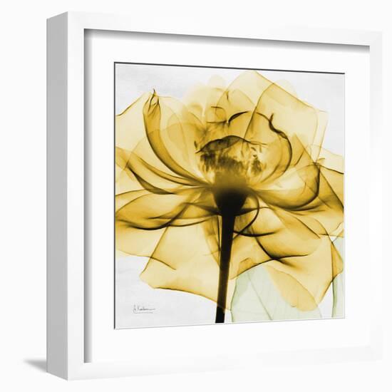 Golden Rose Close-Up-Albert Koetsier-Framed Art Print