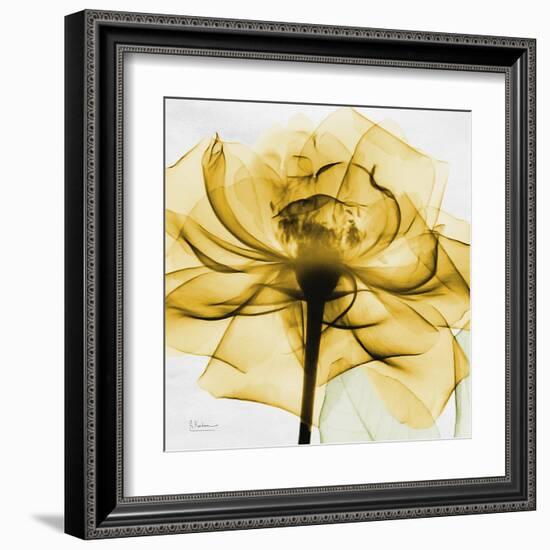 Golden Rose Close-Up-Albert Koetsier-Framed Art Print