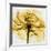 Golden Rose Close-Up-Albert Koetsier-Framed Giclee Print
