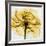 Golden Rose Close-Up-Albert Koetsier-Framed Giclee Print