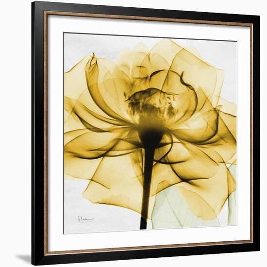 Golden Rose Close-Up-Albert Koetsier-Framed Giclee Print