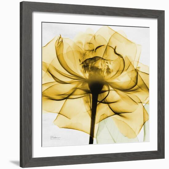 Golden Rose Close-Up-Albert Koetsier-Framed Giclee Print