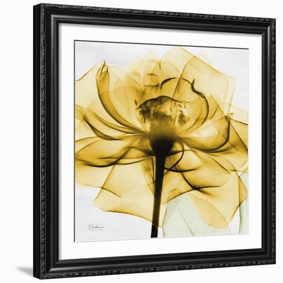 Golden Rose Close-Up-Albert Koetsier-Framed Giclee Print