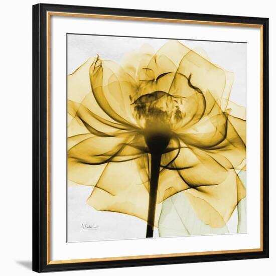 Golden Rose Close-Up-Albert Koetsier-Framed Giclee Print