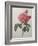 Golden Rose or La Duchesse d'Orleans-Pierre-Joseph Redoute-Framed Art Print