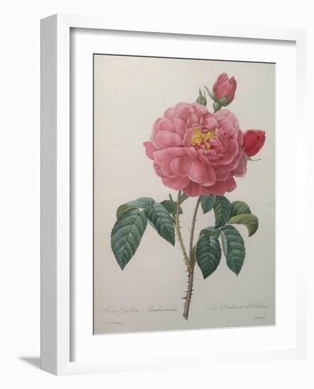 Golden Rose or La Duchesse d'Orleans-Pierre-Joseph Redoute-Framed Art Print