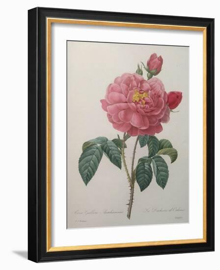 Golden Rose or La Duchesse d'Orleans-Pierre-Joseph Redoute-Framed Art Print