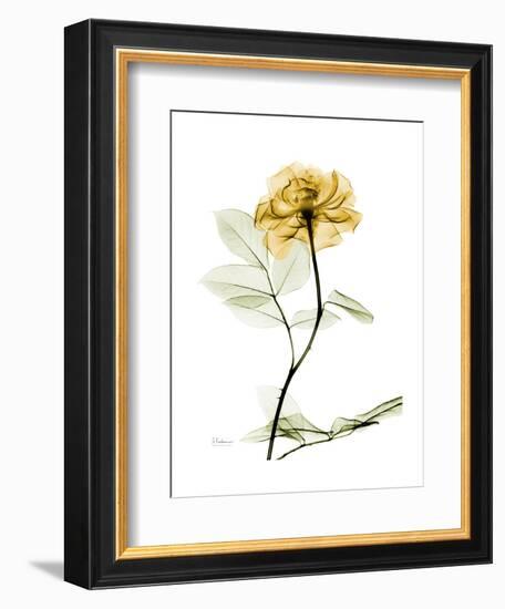 Golden Rose-Albert Koetsier-Framed Art Print