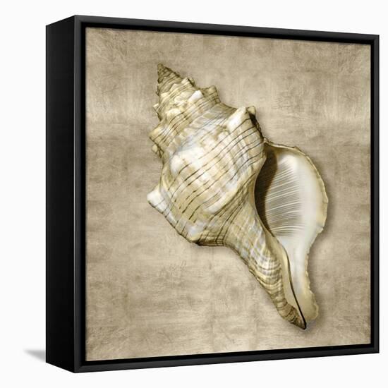 Golden Sea Life III-Caroline Kelly-Framed Stretched Canvas