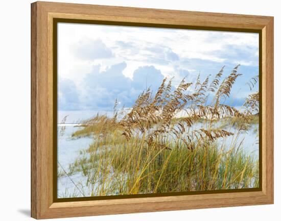 Golden Sea Oats Waving in the Breach on a Pristine Beach in Pensacola, Florida-forestpath-Framed Premier Image Canvas