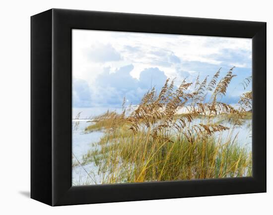 Golden Sea Oats Waving in the Breach on a Pristine Beach in Pensacola, Florida-forestpath-Framed Premier Image Canvas