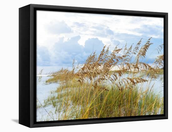 Golden Sea Oats Waving in the Breach on a Pristine Beach in Pensacola, Florida-forestpath-Framed Premier Image Canvas