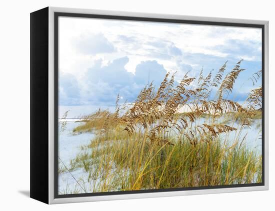 Golden Sea Oats Waving in the Breach on a Pristine Beach in Pensacola, Florida-forestpath-Framed Premier Image Canvas