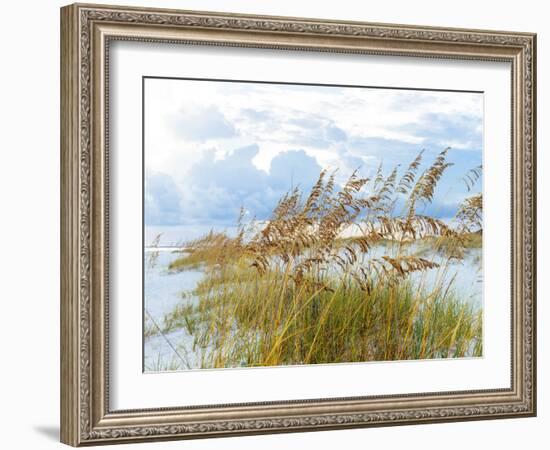 Golden Sea Oats Waving in the Breach on a Pristine Beach in Pensacola, Florida-forestpath-Framed Photographic Print