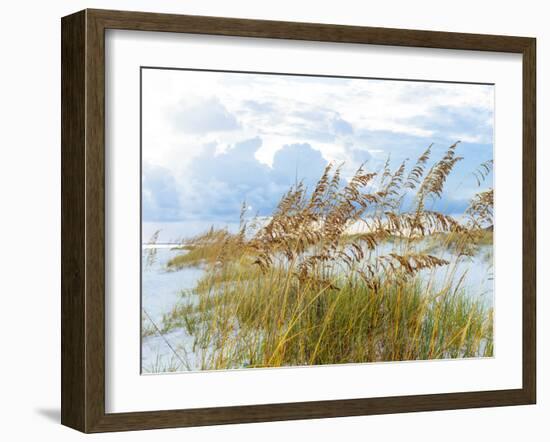 Golden Sea Oats Waving in the Breach on a Pristine Beach in Pensacola, Florida-forestpath-Framed Photographic Print