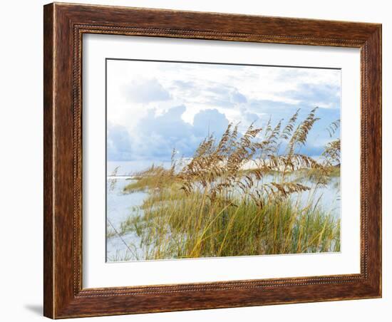 Golden Sea Oats Waving in the Breach on a Pristine Beach in Pensacola, Florida-forestpath-Framed Photographic Print