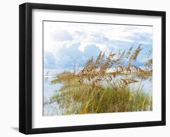 Golden Sea Oats Waving in the Breach on a Pristine Beach in Pensacola, Florida-forestpath-Framed Photographic Print