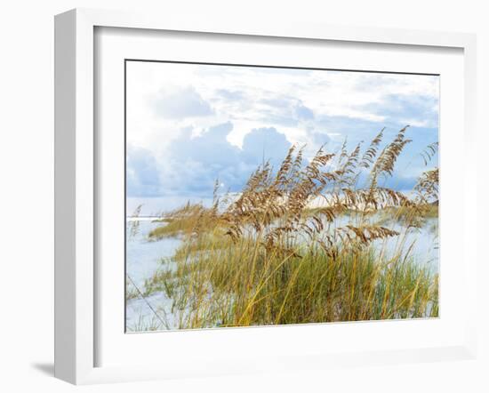 Golden Sea Oats Waving in the Breach on a Pristine Beach in Pensacola, Florida-forestpath-Framed Photographic Print